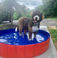 Thumbnail for PORTABLE PAW POOL™