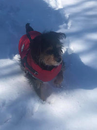 Thumbnail for 2022 Newest Dog Waterproof Winter Jacket with Built-in Harness