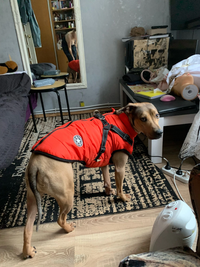 Thumbnail for 2022 Newest Dog Waterproof Winter Jacket with Built-in Harness