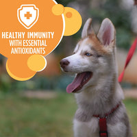 Thumbnail for Iams Puppy Dry Dog Food, Chicken, All Breed Sizes