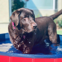 Thumbnail for PORTABLE PAW POOL™