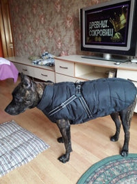 Thumbnail for 2022 Newest Dog Waterproof Winter Jacket with Built-in Harness