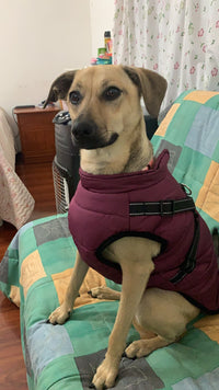 Thumbnail for 2022 Newest Dog Waterproof Winter Jacket with Built-in Harness